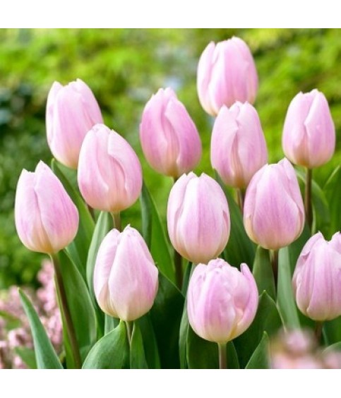 LALE SOĞANI PEMBE RENK 10 ADET