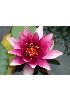 Lotus