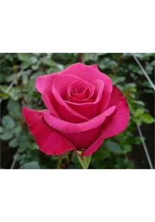 GÜL TOHUMU PEMBE RENK 50 ADET TOHUM