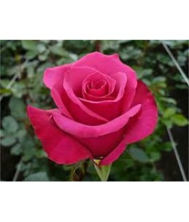 GÜL TOHUMU PEMBE RENK 50 ADET TOHUM
