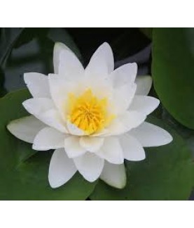 LOTUS TOHUMU BEYAZ