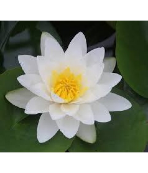 LOTUS TOHUMU BEYAZ