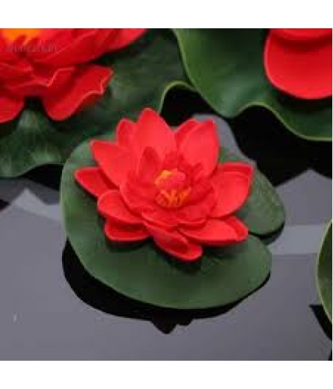 LOTUS TOHUMU KIRMIZI 5 ADET