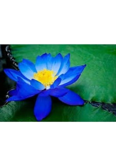 LOTUS TOHUMU MAVİ 5 ADET