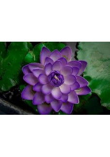 LOTUS TOHUMU MOR 5 ADET