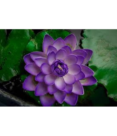 LOTUS TOHUMU MOR 5 ADET