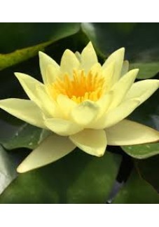 LOTUS TOHUMU SARI 5 ADET