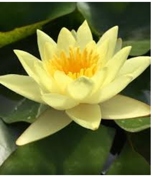 LOTUS TOHUMU SARI 5 ADET