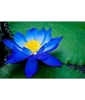 LOTUS TOHUMU KARIŞIK RENK 5 ADET