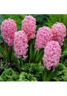 SÜMBÜL SOĞANI PEMBE RENK 5 ADET