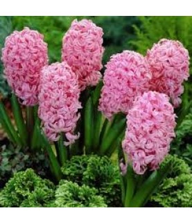 SÜMBÜL SOĞANI PEMBE RENK 5 ADET