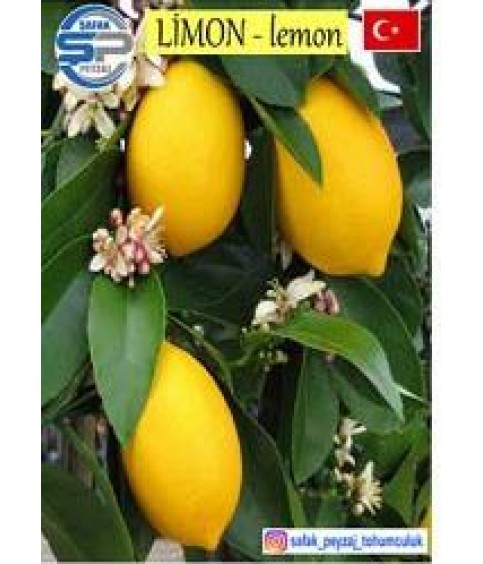 Limon